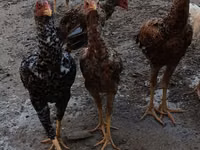 Chickens — الصورة 4
