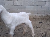 Ziegenbock, Nubian Goat — Foto 4