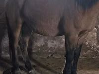 Hengst, Mugalzhar horse — Foto 2