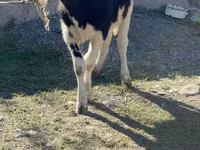 Cow, Holstein breed — photo 3