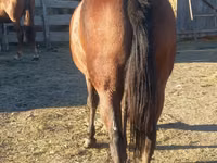 فرس, Arabian horse — الصورة 2