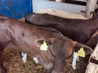 公牛, Simmental cattle — 照片 4