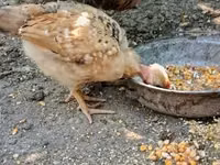 Chickens — الصورة 5