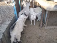 Ziege, Russian White goat — Foto 7