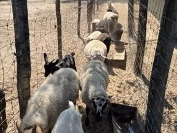 Sheep, Merino sheep