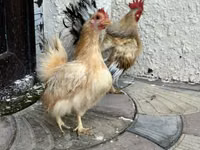 Chickens — फ़ोटो 2