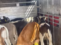Toro, Ganado vacuno — foto 5