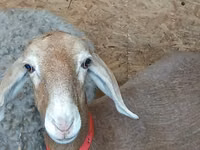 Schaf, Arashan sheep — Foto 1
