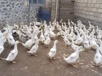 أمريكان بكين — الصورة 4