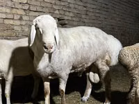 Widder, Afghan Arabi sheep — Foto 5