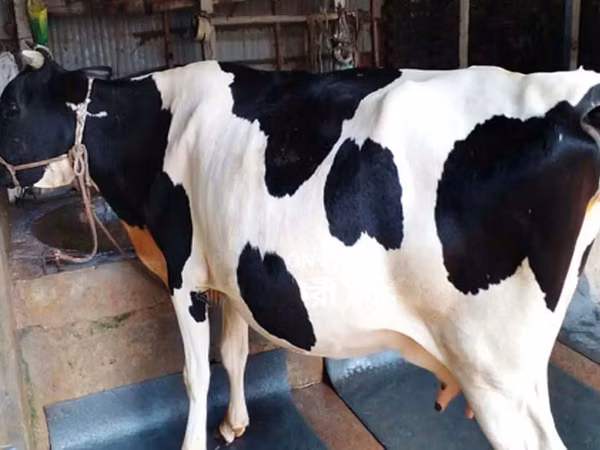 Kuh, Holstein-Rasse