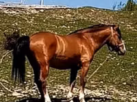 Horse (M), Karabakh horse — photo 3