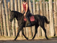 Yegua, Quarter Horse — foto 5