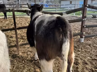 Bovinos (lote, sexo no especificado), Azul Belga — foto 6