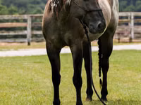 حصان, Quarter Horse — الصورة 8