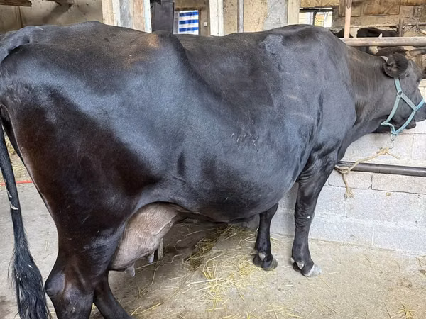 Kuh, Holstein-Rasse