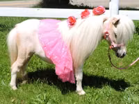 فرس, Palomino — الصورة 1