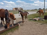 فرس, Horse breed — الصورة 1