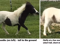 حصان, Miniature horse — الصورة 7