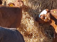 मवेशी (लॉट, लिंग निर्दिष्ट नहीं), Simmental cattle — फ़ोटो 2