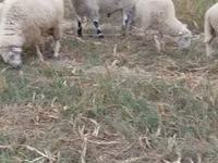मेढ़ा, Cerry Hill sheep — फ़ोटो 2