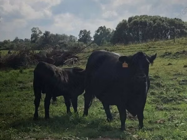 بقرة, Swiss cattle