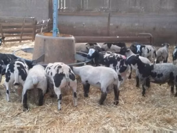 Widder, Zwartbles sheep