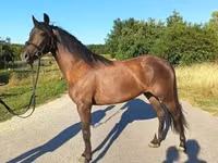 घोड़ी, घोड़े — फ़ोटो 2