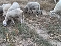 मेढ़ा, Cerry Hill sheep — फ़ोटो 3