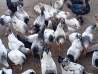 Chickens — foto 4