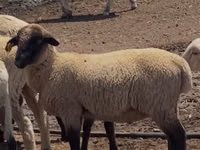 Widder, Hampshire sheep — Foto 1