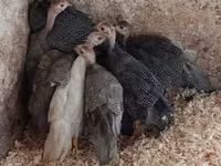 Guinea fowl — foto 2