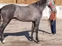 Caballo, Horse breed — foto 2
