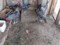 Chickens — الصورة 5