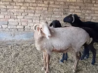 Schaf, Merino sheep — Foto 2