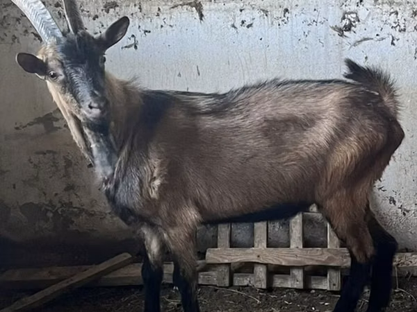 تيس, Oberhasli goats