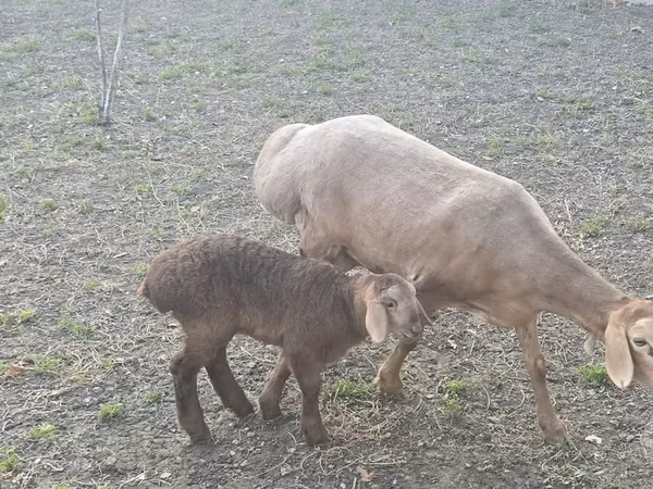 Schaf, Arashan sheep
