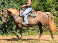 Stute, Kentucky mountain daddle horse — Foto 8