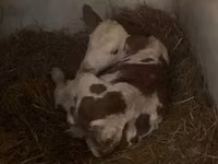 Toro, Raza gris húngara — foto 2