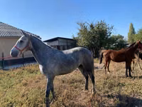 Horse (M), Horses — photo 6