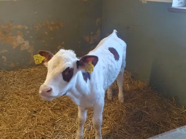 Kuh, Simmental cattle