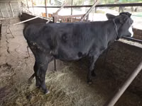 Toro, Ganado vacuno — foto 1