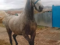 Yegua, Orlov Trotter — foto 2