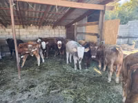 ثور, Simmental cattle — الصورة 1