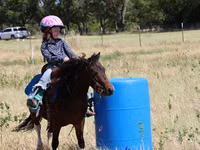 Horse (M), Pinto horses — photo 3