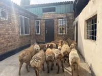 Carnero, Rhon sheep — foto 8