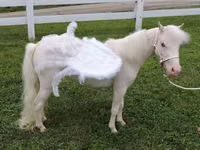 Mare, Miniature horse — photo 1