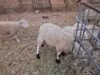 मेढ़ा, Cerry Hill sheep — फ़ोटो 1
