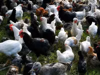 Chickens — फ़ोटो 5