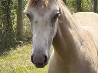 Horse (M), Kentucky mountain daddle horse — photo 4